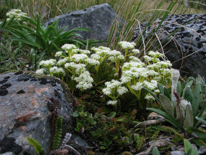 Aciphylla similis photo 7