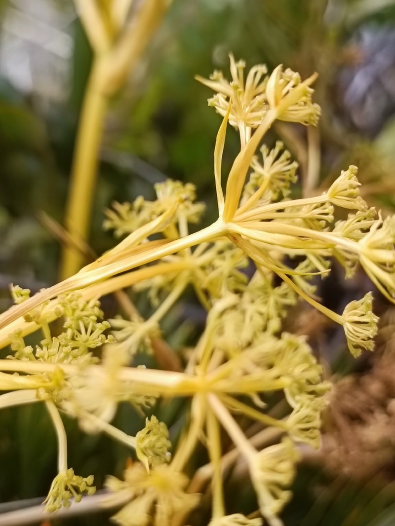 Aciphylla similis photo 8