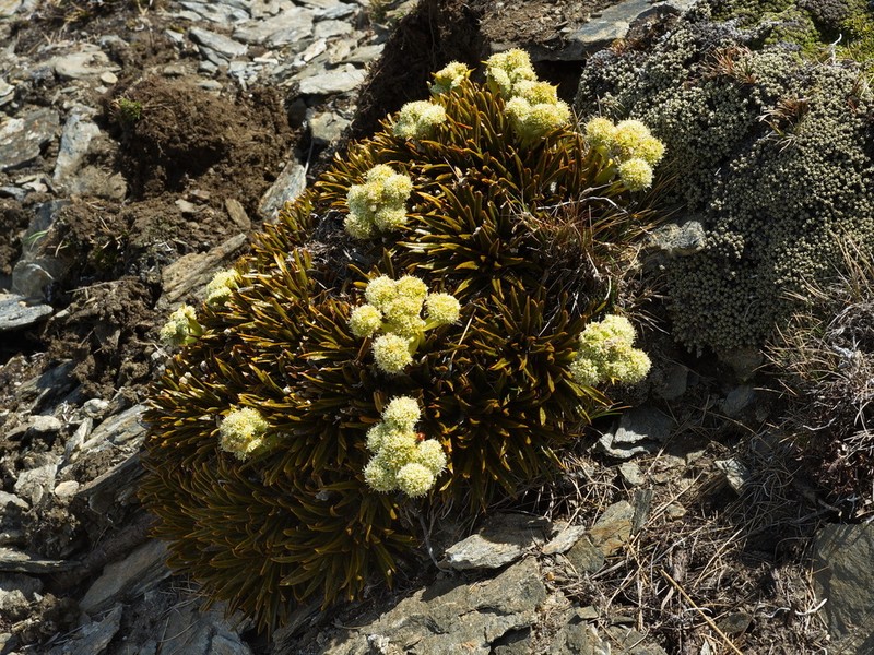 Aciphylla simplex