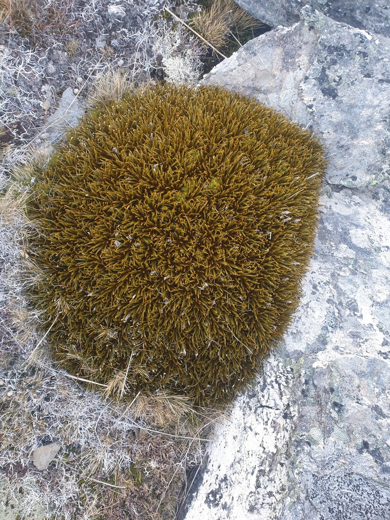 Aciphylla simplex photo 2