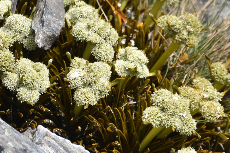 Aciphylla simplex photo 3
