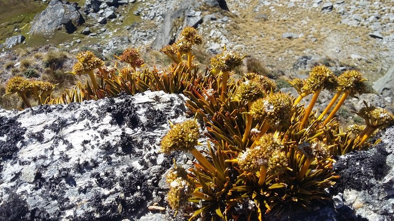 Aciphylla simplex photo 4
