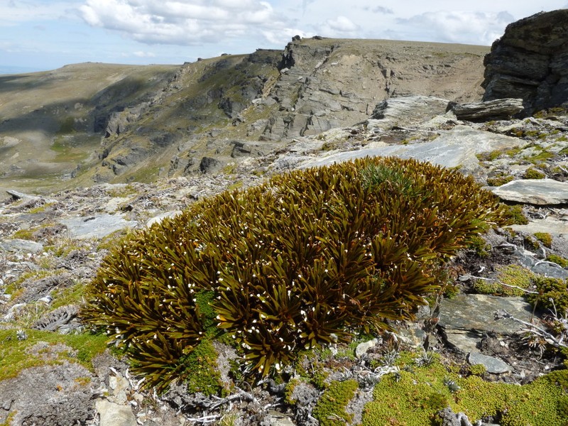 Aciphylla simplex photo 5