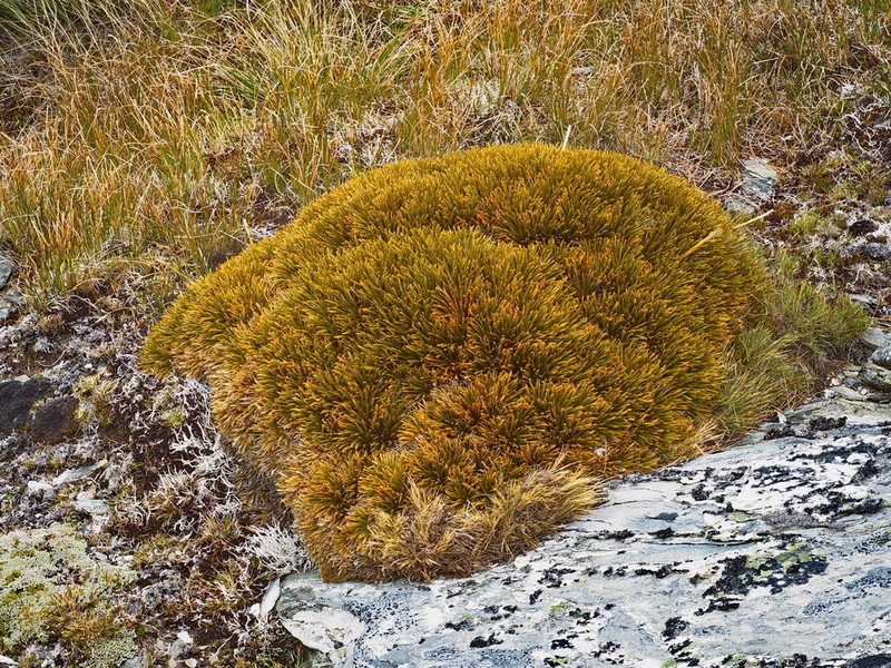 Aciphylla simplex photo 6