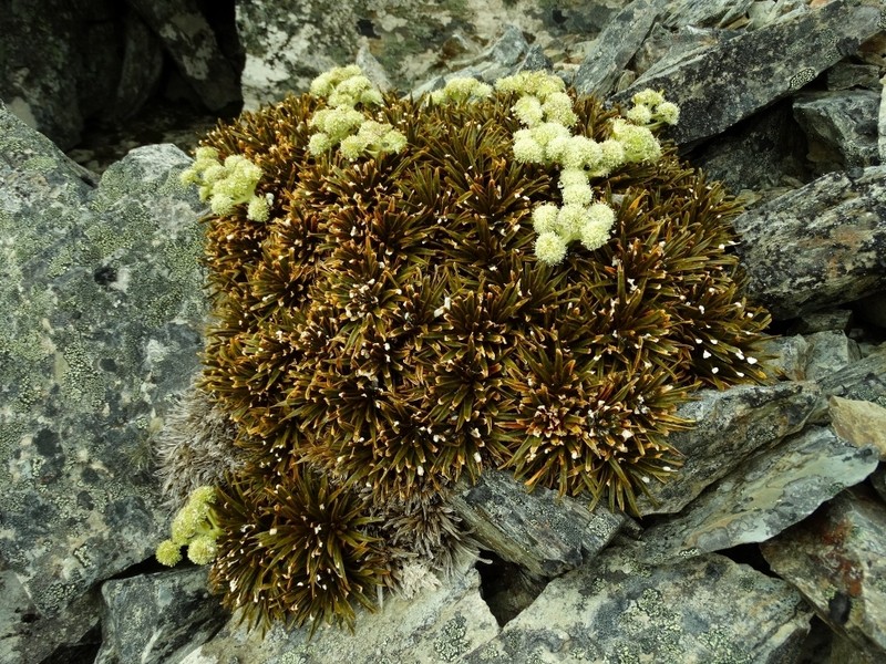 Aciphylla simplex photo 7