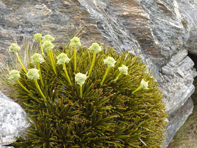 Aciphylla simplex photo 8