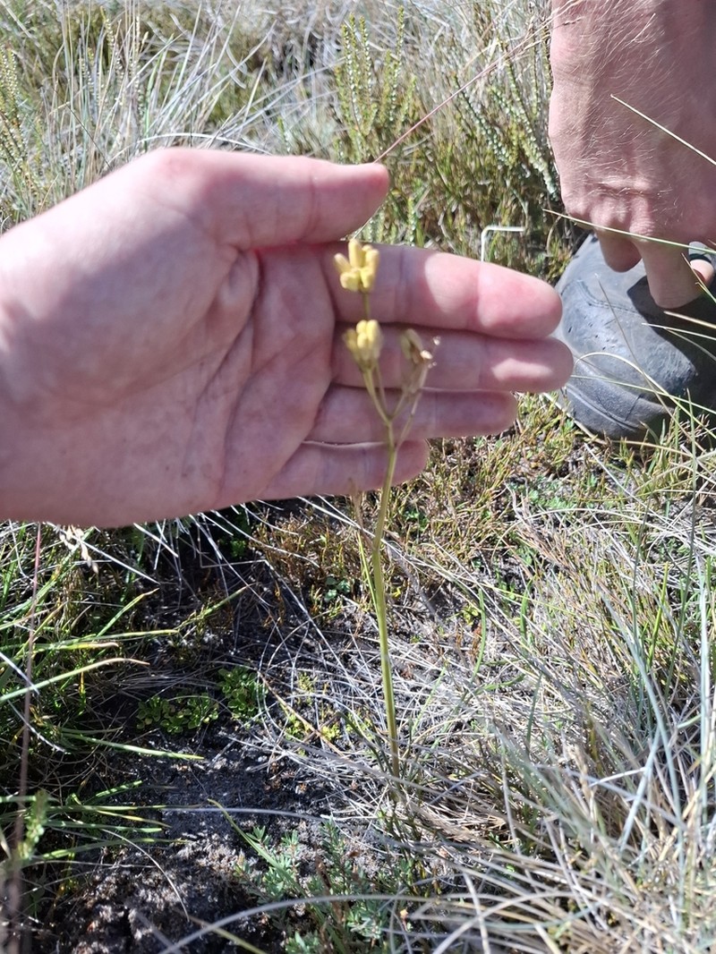 Aciphylla simplicifolia