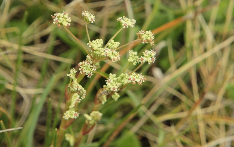 Aciphylla simplicifolia photo 2