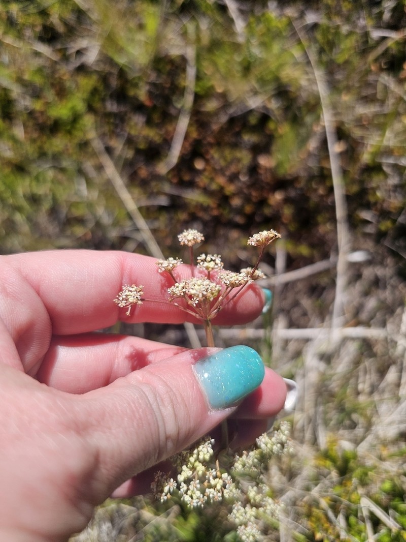 Aciphylla simplicifolia photo 3