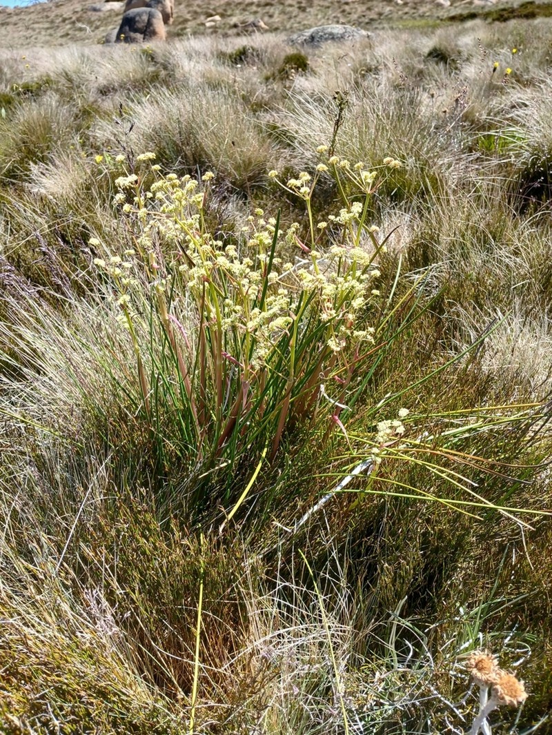 Aciphylla simplicifolia photo 4