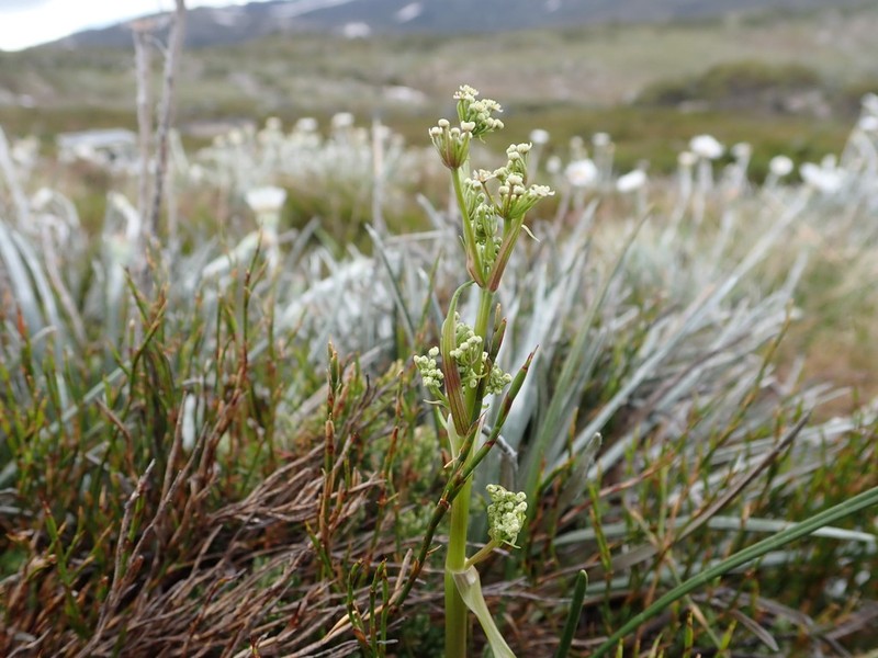 Aciphylla simplicifolia photo 5