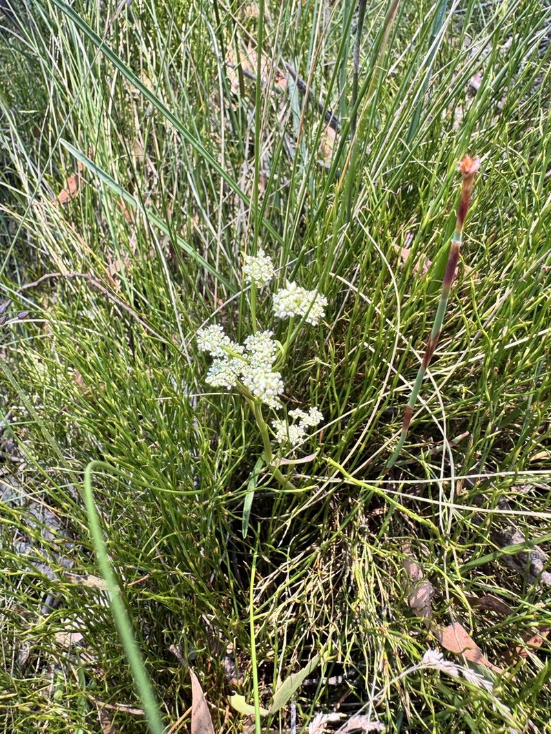 Aciphylla simplicifolia photo 6