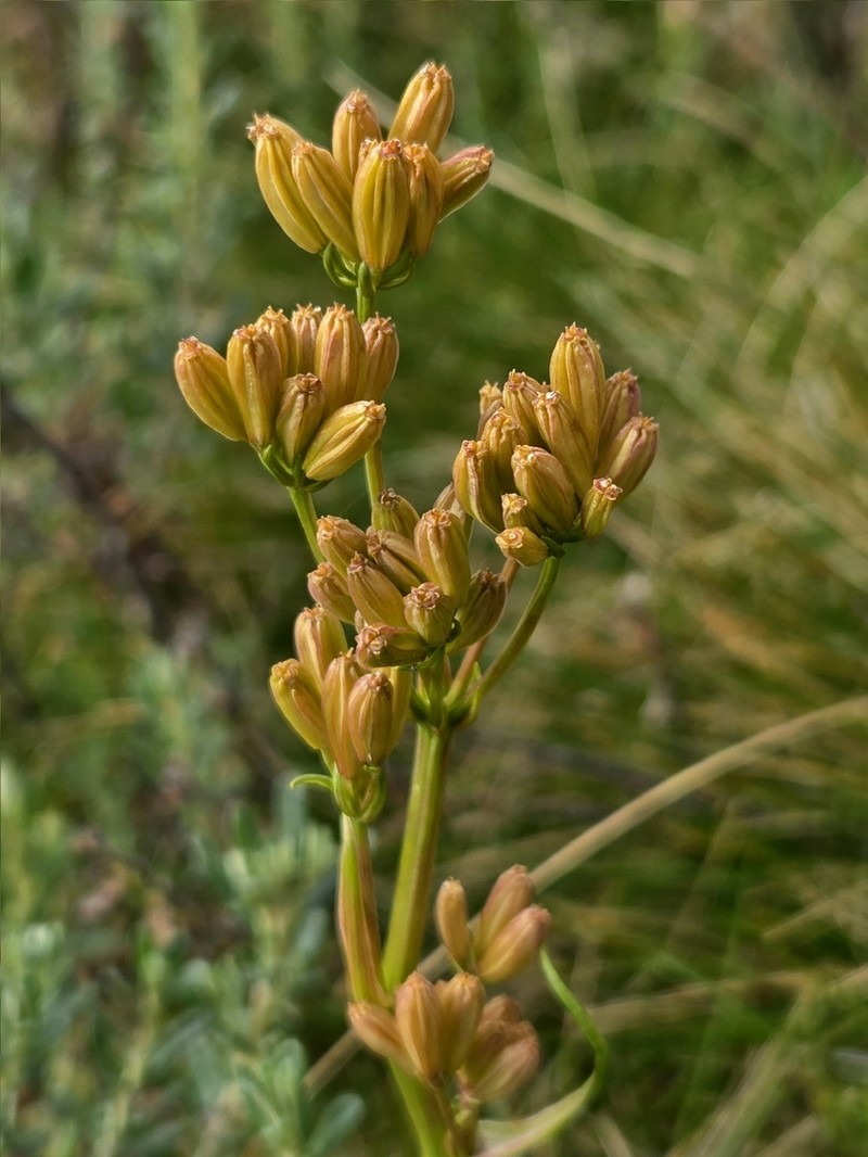Aciphylla simplicifolia photo 8
