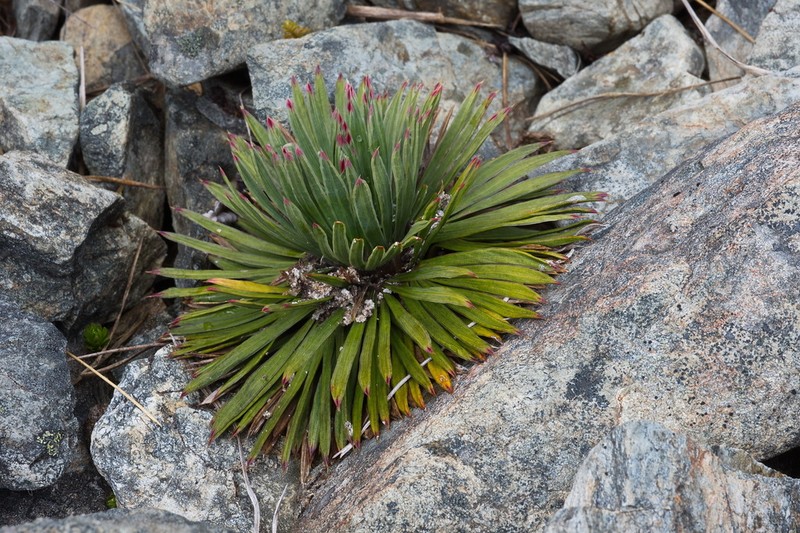 Aciphylla spedenii