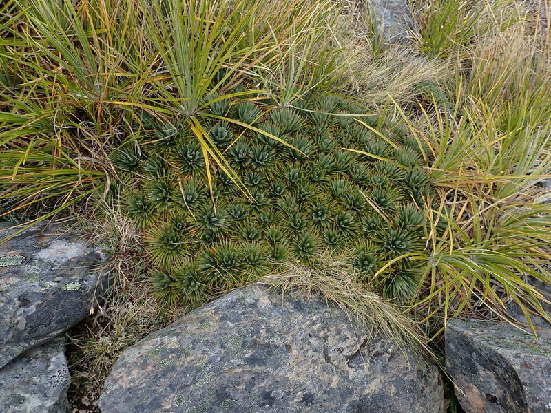 Aciphylla spedenii photo 2