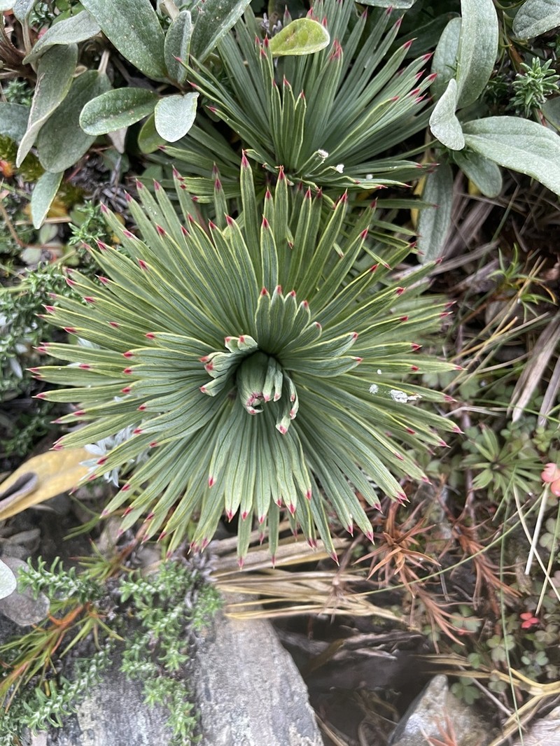 Aciphylla spedenii photo 3
