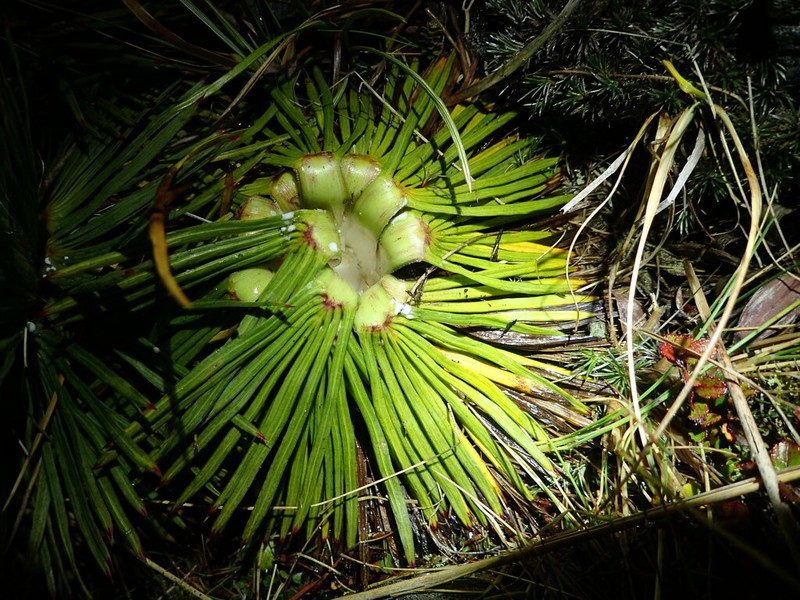 Aciphylla spedenii photo 4