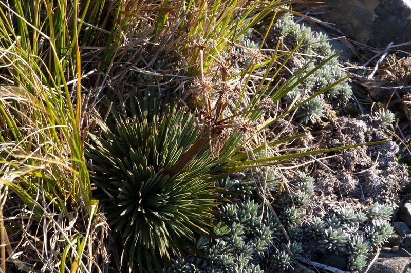 Aciphylla spedenii photo 5