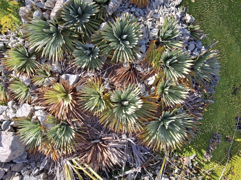 Aciphylla spedenii photo 6