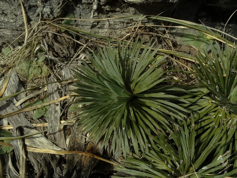 Aciphylla spedenii photo 7