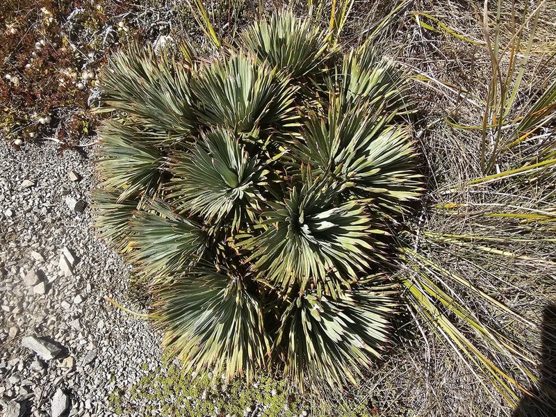 Aciphylla spedenii photo 8
