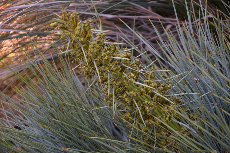 Aciphylla squarrosa