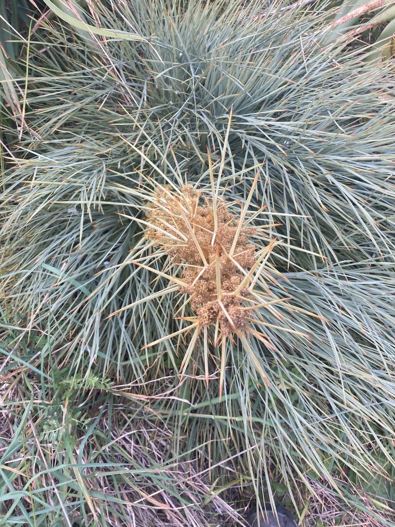 Aciphylla squarrosa photo 2
