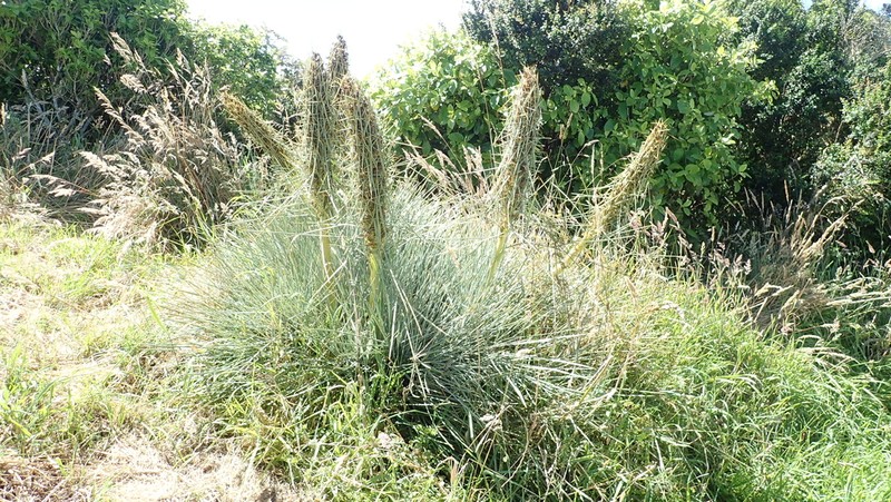 Aciphylla squarrosa photo 3