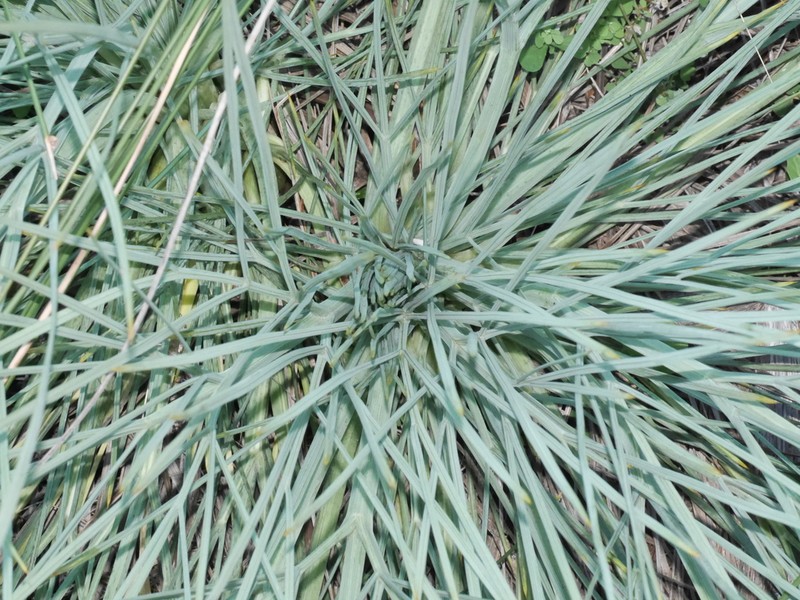 Aciphylla squarrosa photo 4