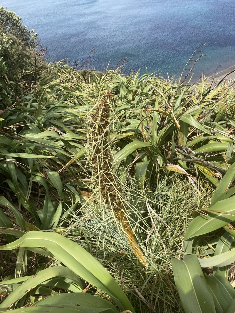 Aciphylla squarrosa photo 5