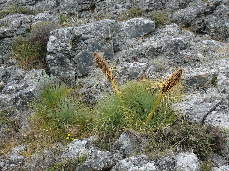 Aciphylla squarrosa photo 6
