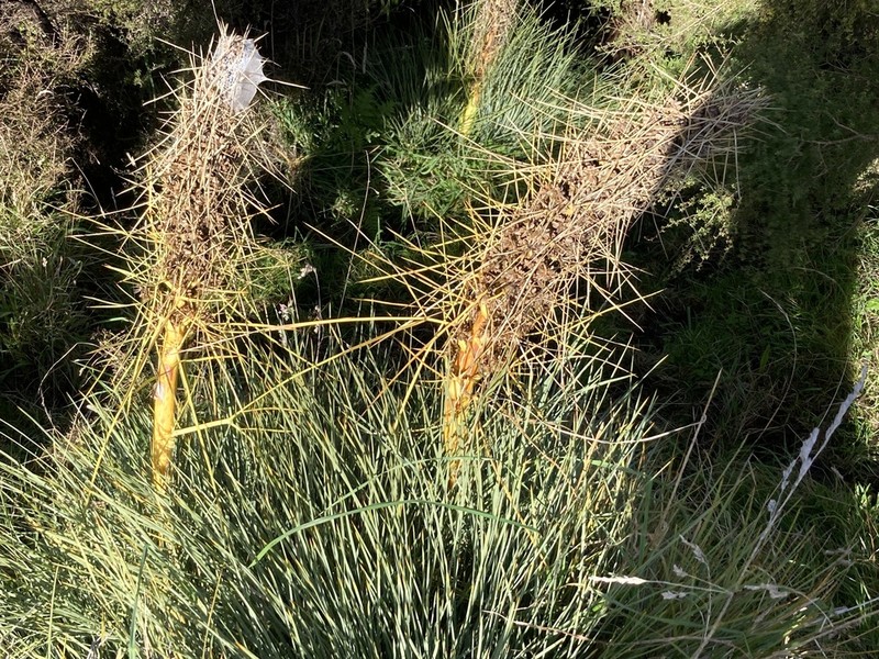 Aciphylla squarrosa photo 7