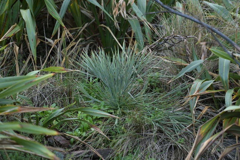 Aciphylla squarrosa photo 8