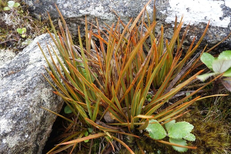 Aciphylla stannensis