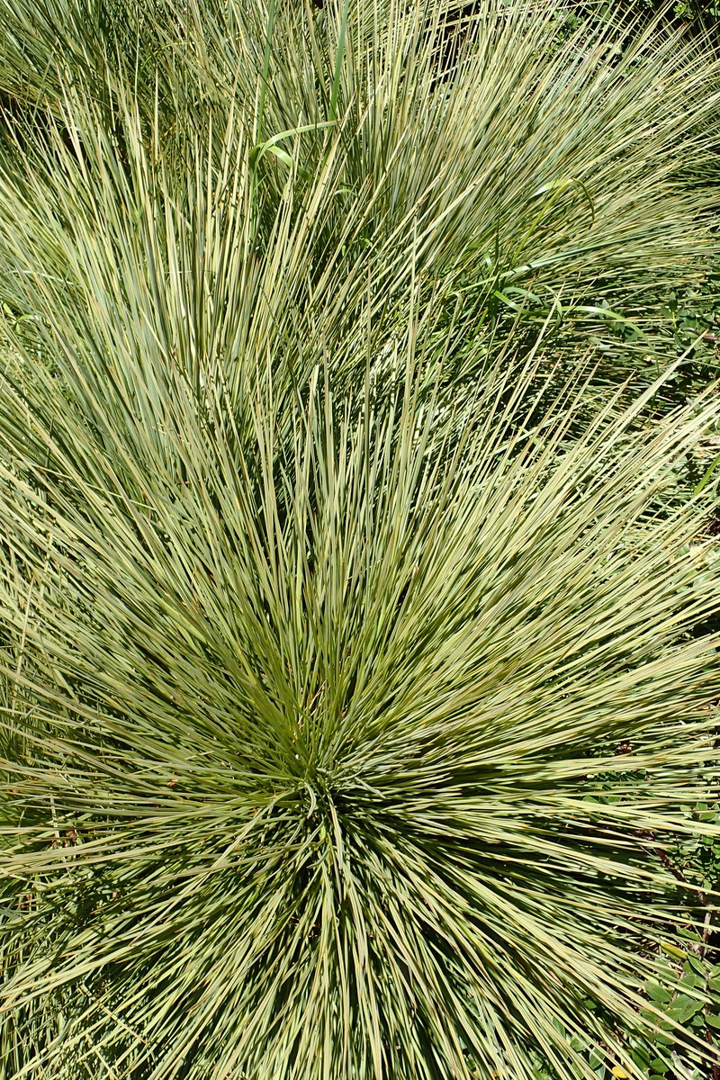 Aciphylla subflabellata