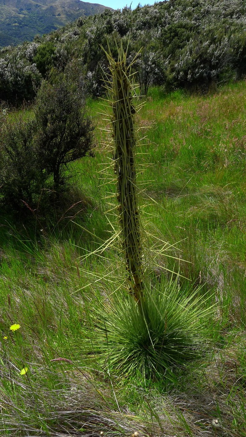 Aciphylla subflabellata photo 2