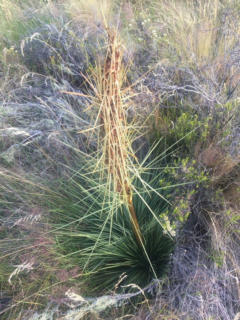 Aciphylla subflabellata photo 4