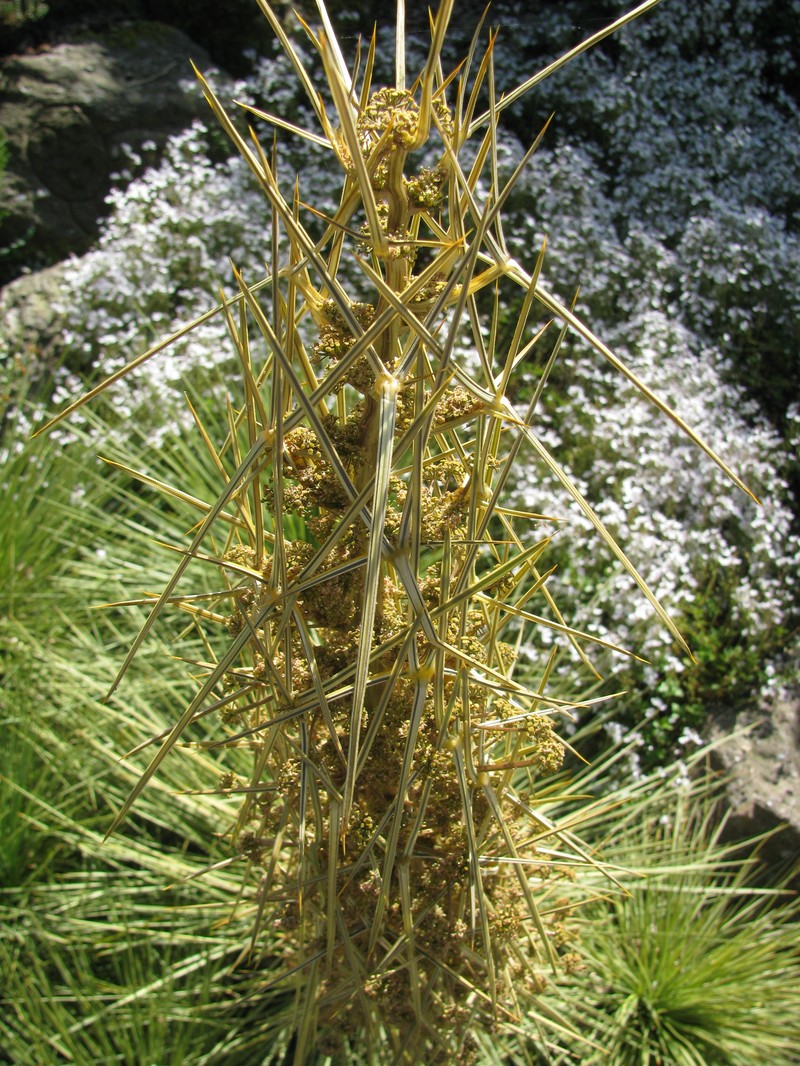 Aciphylla subflabellata photo 5