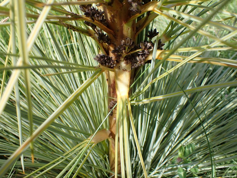 Aciphylla subflabellata photo 6