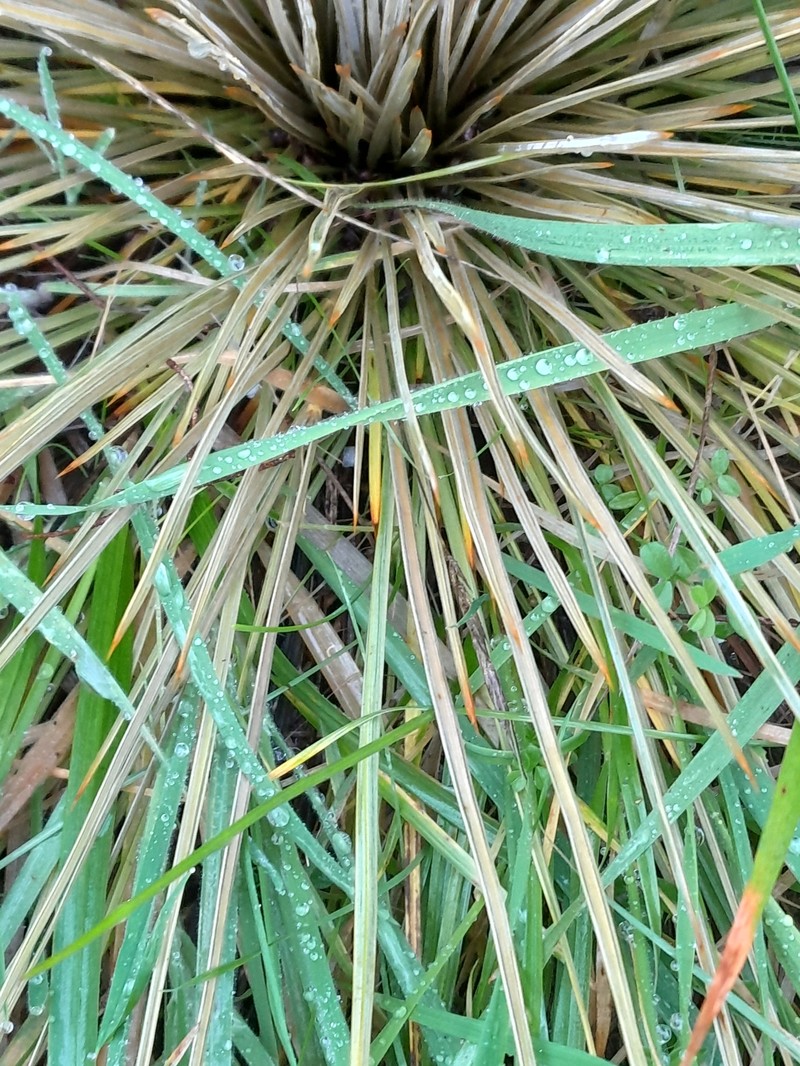 Aciphylla subflabellata photo 7