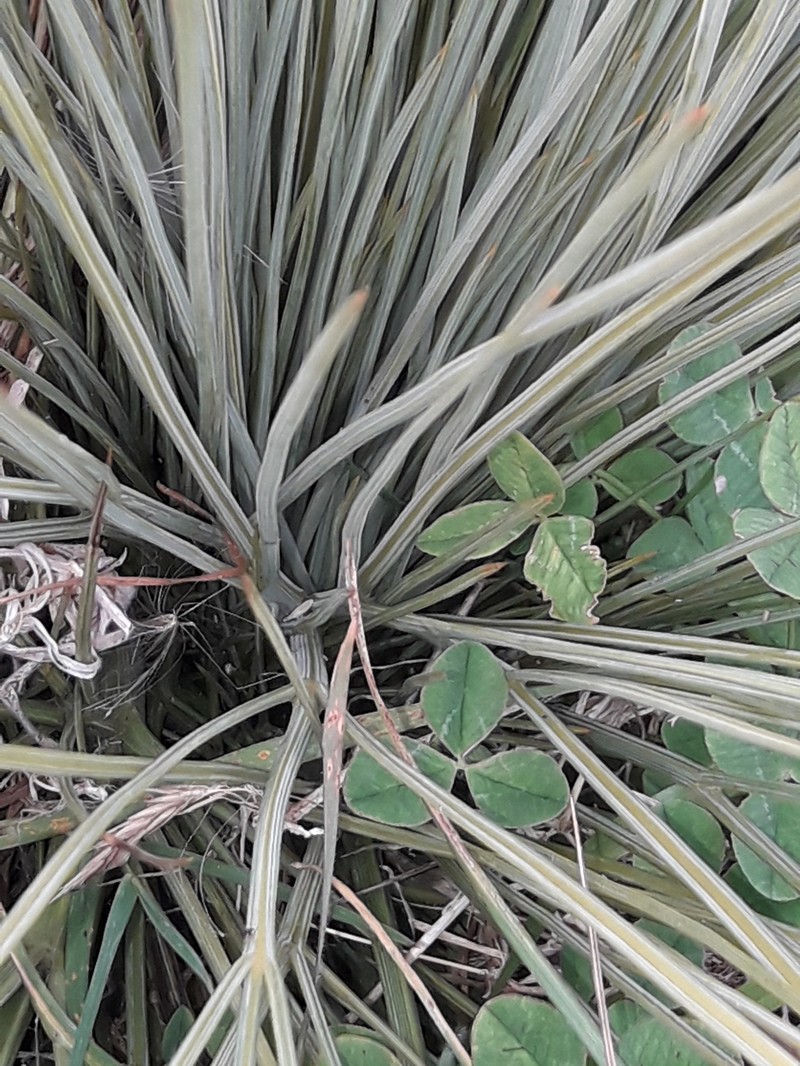 Aciphylla subflabellata photo 8