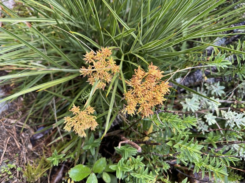 Aciphylla takahea photo 2