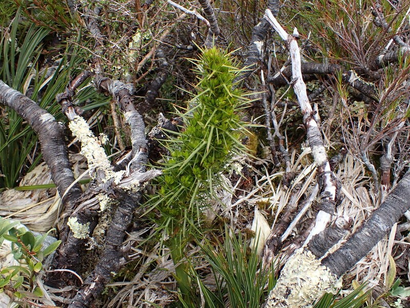 Aciphylla takahea photo 3