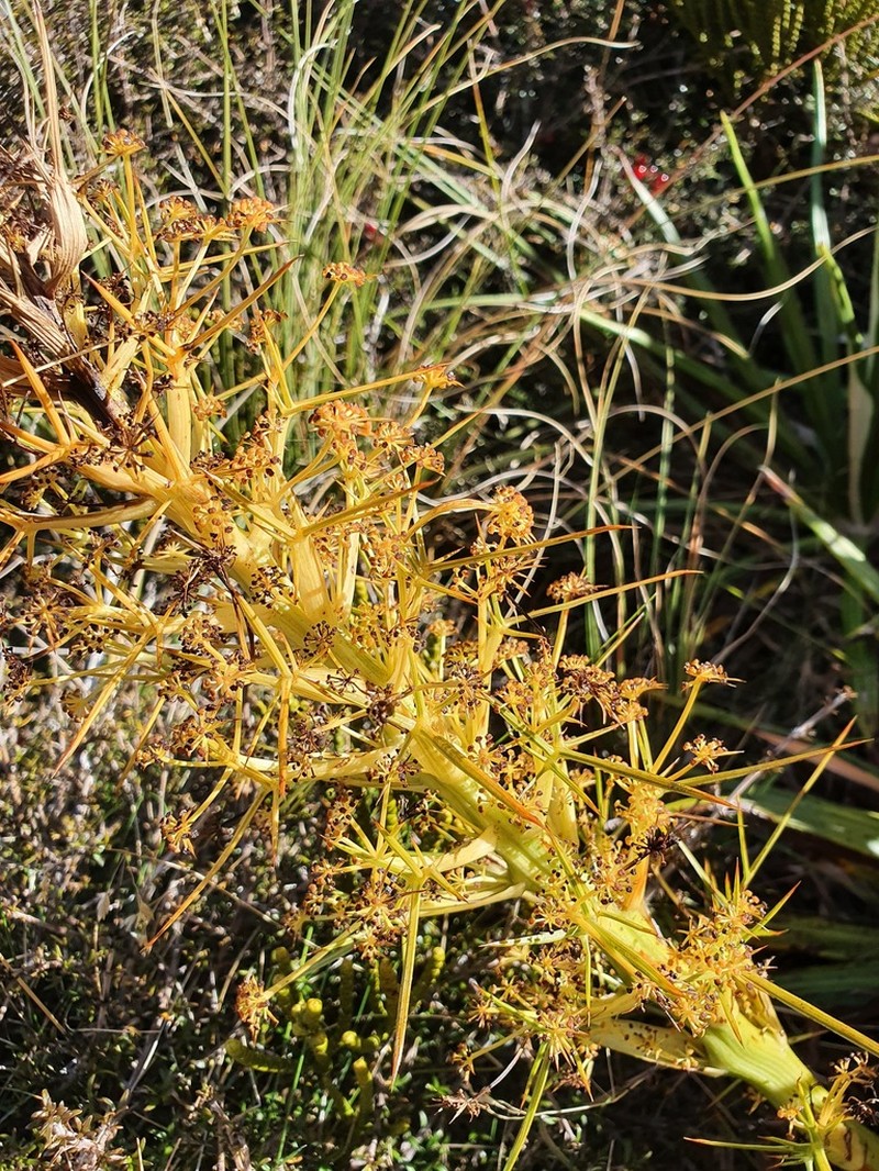 Aciphylla takahea photo 5