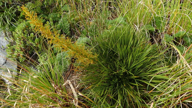 Aciphylla takahea photo 6