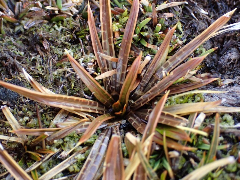 Aciphylla traillii