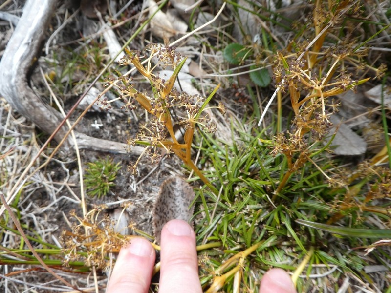 Aciphylla traillii photo 2