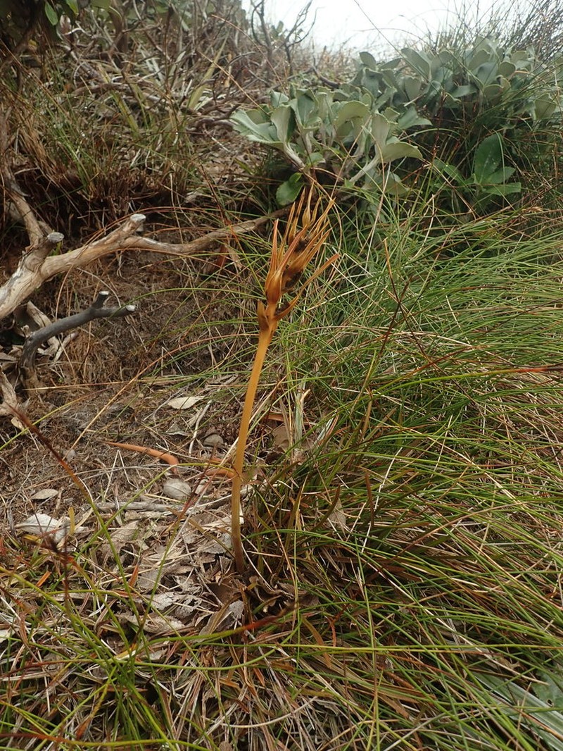 Aciphylla traillii photo 3