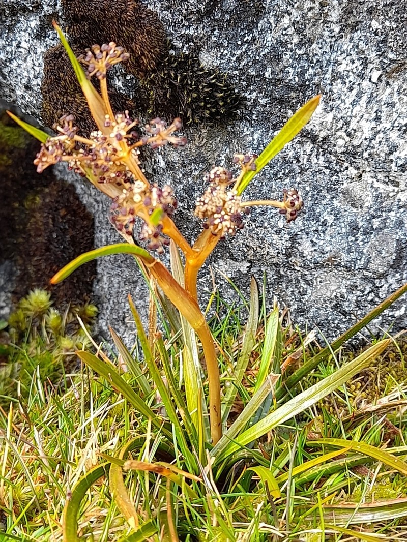 Aciphylla traillii photo 4
