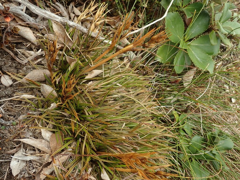 Aciphylla traillii photo 5